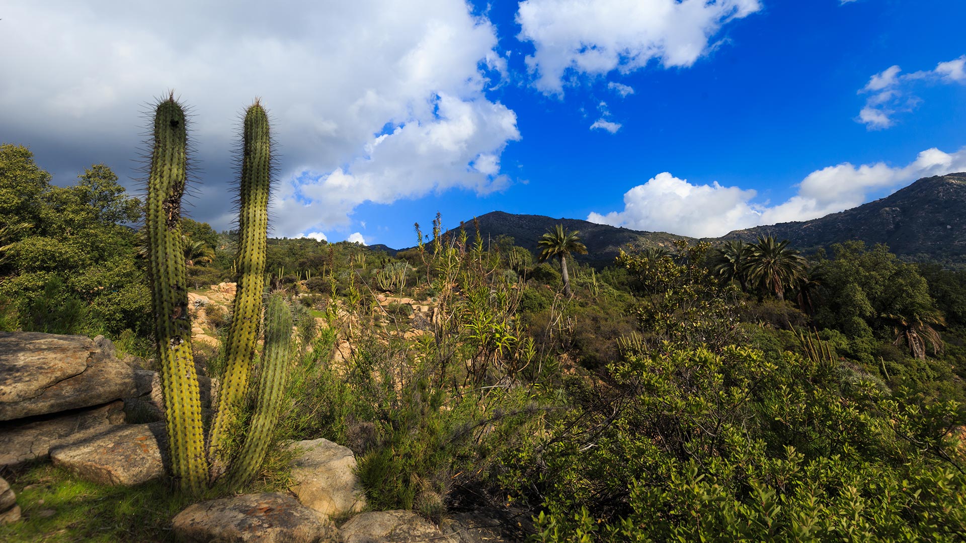 Parque Nacional La Campana - paisaje adicional